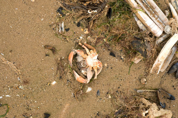 Crab body and seashells washed up on a beach