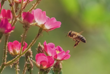 Biene im Anflug auf Blüten
