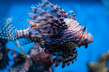 sea inhabitants swim in clean water