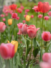 red tulips in the garden