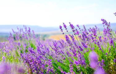 Flowering lavender field in Sunny weather in summer