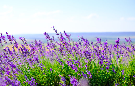 Flowering lavender field in Sunny weather in summer