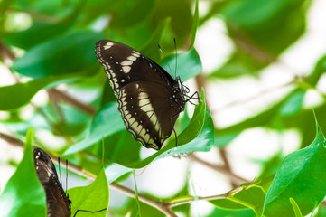 Obraz na płótnie Canvas Closeup on multicolored tropical butterfly in a park