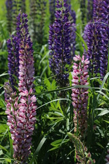 Pink and purple flowers in the garden