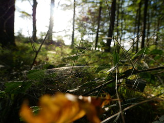 Fototapeta premium Spinnennetz im Sonnenschein