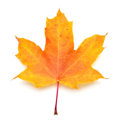Yellow maple leaf isolated on white background. Autumn, falling foliage. Flat lay, top view, creative concept