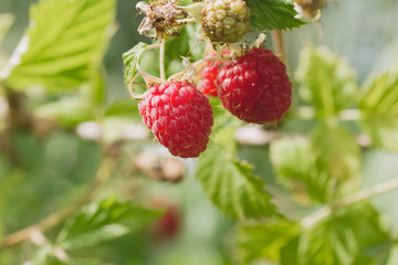 Red fruits on a wild raspberry