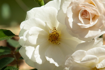 beautiful white rose buds