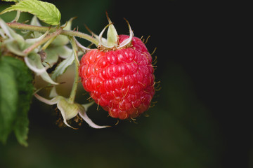 Detail of raspberry red fruit