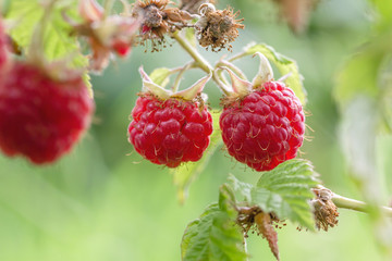Sweet red fruits on wild raspberry