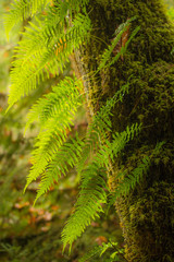 Oregon Ferns
