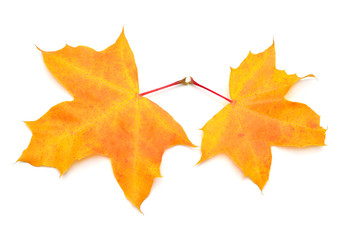 Collection yellow maple leaf isolated on white background. Autumn, falling foliage. Flat lay, top view, creative concept