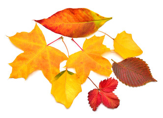 Heap beautiful multicolored autumn maple, birch, strawberry and oak leaves isolated on white background. Falling foliage. Flat lay, top view, creative concept