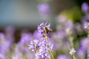 Obraz premium Biene sammelt Pollen auf Lavendel