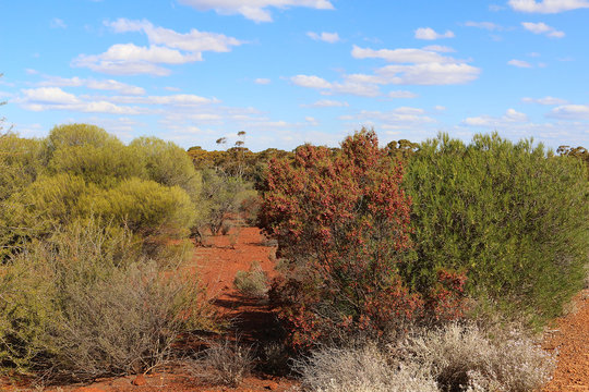 Colorful spring landscape of the Western Australian goldfields with red flowering hop-bush (Dodonaea lobulata) in front (Karlkurla bushland park, Kalgoorlie)