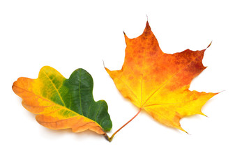 Heap beautiful multicolored autumn maple and oak leaves isolated on white background. Falling...