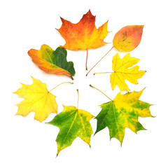 Collection autumn leaf multicolored maple, oak and other isolated on white background. Falling foliage. Flat lay, top view, creative concept