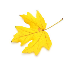 Yellow maple leaf isolated on white background. Autumn, falling foliage. Flat lay, top view, creative concept