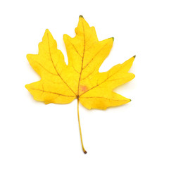 Yellow maple leaf isolated on white background. Autumn, falling foliage. Flat lay, top view, creative concept