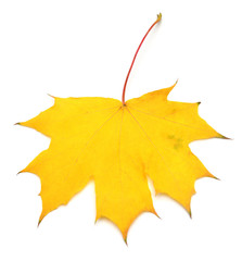 Yellow maple leaf isolated on white background. Autumn, falling foliage. Flat lay, top view, creative concept