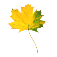 Autumn yellow and green maple leaf isolated on white background. Falling foliage. Flat lay, top view, creative concept