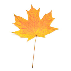 Orange maple leaf isolated on white background. Autumn, falling foliage. Flat lay, top view, creative concept