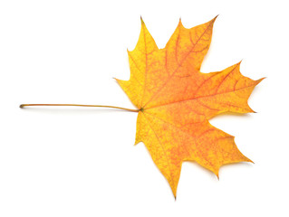 Orange maple leaf isolated on white background. Autumn, falling foliage. Flat lay, top view, creative concept