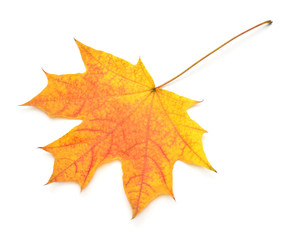 Orange maple leaf isolated on white background. Autumn, falling foliage. Flat lay, top view, creative concept