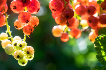 Transparent schillernde Johannisbeeren im Gegenlicht