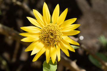 beautiful sunflowers in minas gerais