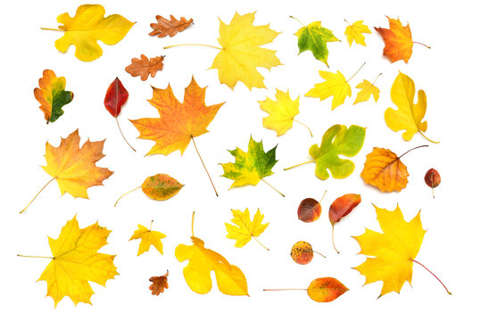 Heap beautiful multicolored autumn maple, birch, mulberry and oak leaves isolated on white background. Falling foliage. Flat lay, top view, creative concept