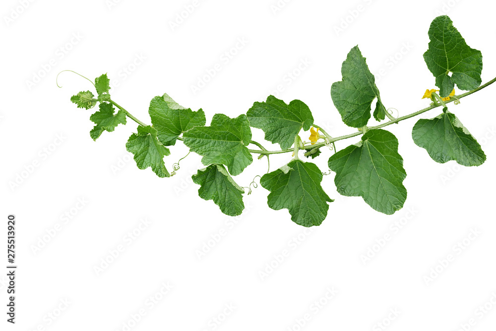 Poster Green leaves of Cantaloupe (Muskmelon) with yellow flowers and tendrils, pumpkin leaf-like vine plant isolated on white background with clipping path.