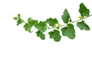 Green leaves of Cantaloupe (Muskmelon) with yellow flowers and tendrils, pumpkin leaf-like vine plant isolated on white background with clipping path.