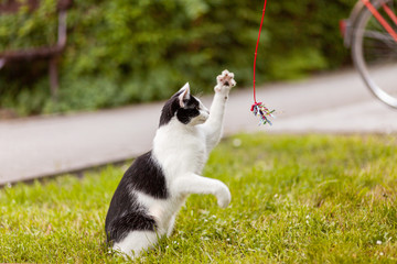 Uroczy czarno biały kot łapie latającą zabawkę na polu - obrazy, fototapety, plakaty