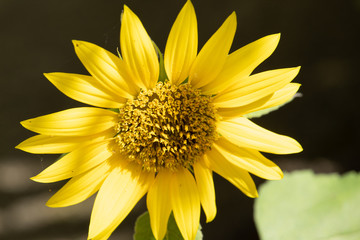 beautiful sunflowers in minas gerais