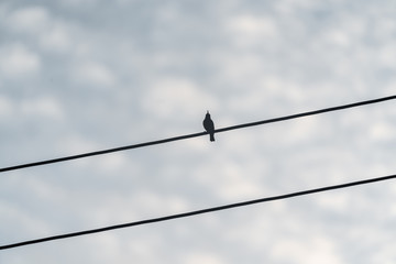 Silhouette of single bird perched high up on wire