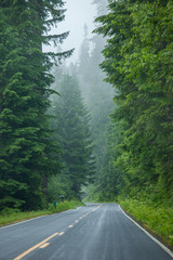 Road in Washington state forest
