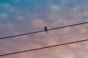 Silhouette of single bird perched high up on wire