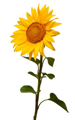 Fototapeta premium Sunflower isolated on white background. Sun symbol. Flowers yellow, agriculture. Seeds and oil. Flat lay, top view. Bio. Eco. Creative