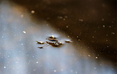 Water strider with his prey on calm water.