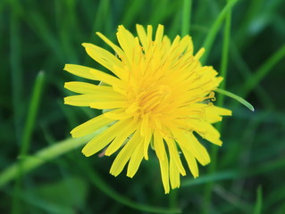 dandelion on green background