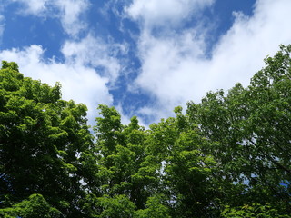 green trees and blue sky with white clouds nature
