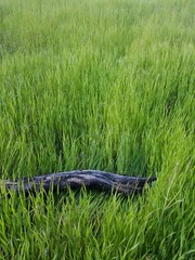 log in the grass