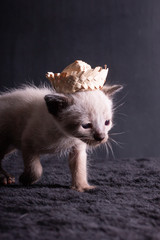 Cat With Straw Hat