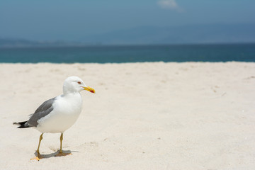 Fototapeta na wymiar Mewa stoi na plaży na tle morza, oceanu