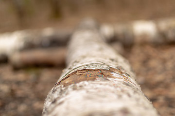 Multicolored little glass on a tree trunk