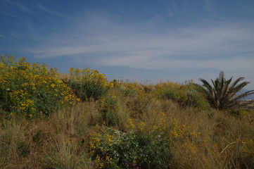 Obraz premium Bunte Blumenwiese auf Sizilien