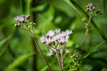 wild flowers of nature