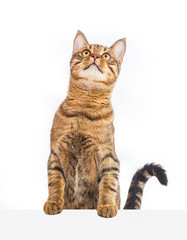 Obraz premium Big tabby cat in studio