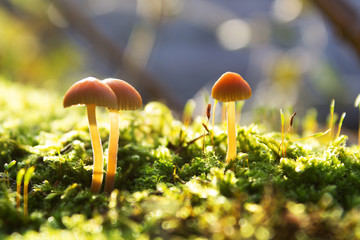 macro mushrooms with green moss in the forest seasons nature